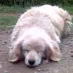 Pupy